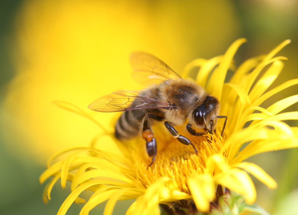 honeybee